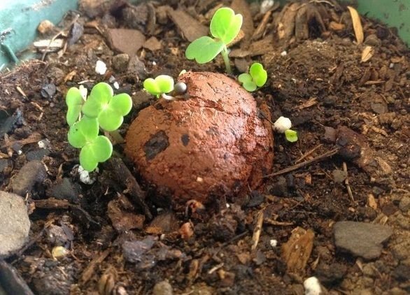 Para reforestar el Ybytyruzu