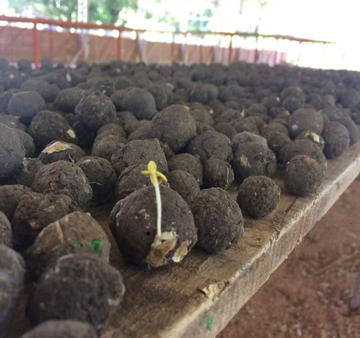 Bombas de semilla para reforestar el Ybytyruzú