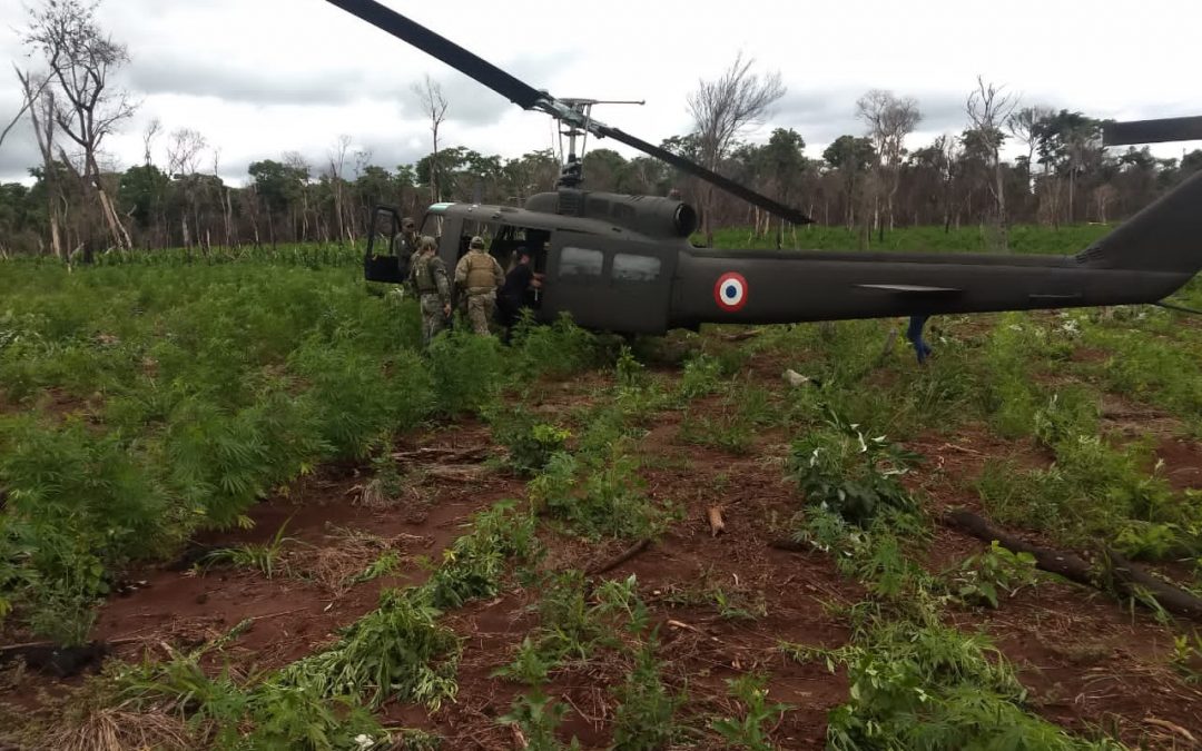 Senad destruye campamentos de marihuana en Concepción