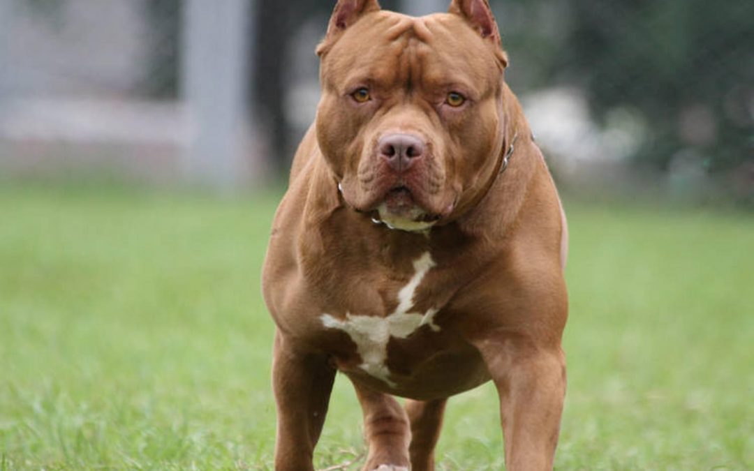 Buscan reglamentar la tenencia de perros de razas fuertes