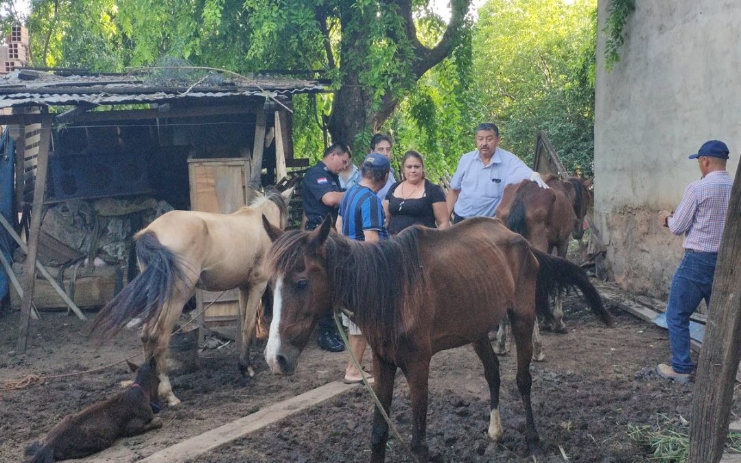 Caballo fue rescatado tras denuncia ciudadana