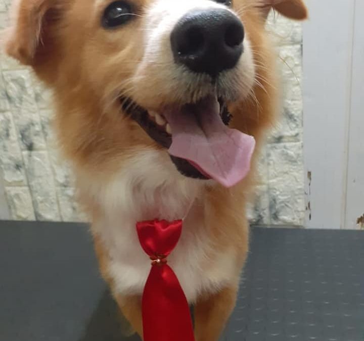 Rescatan a perro que fue arrastrado en Misiones