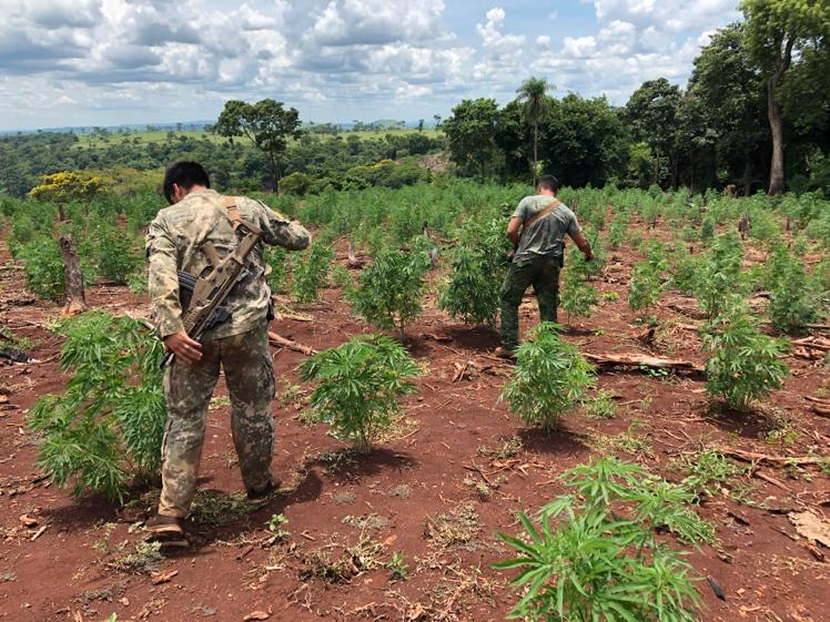 Senad intervino campamentos narco en el Cerro Kuatia