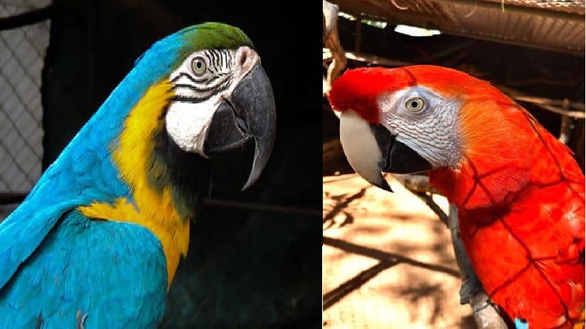 Roban dos papagayos del Botánico