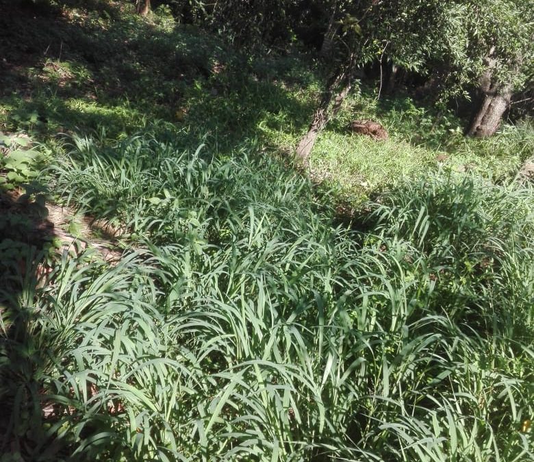 Denuncian falta de limpieza de baldíos en Ñemby
