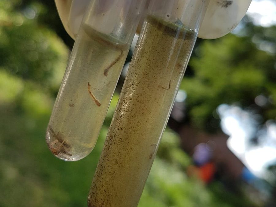¿Cómo afecta la declaración de emergencia por dengue?