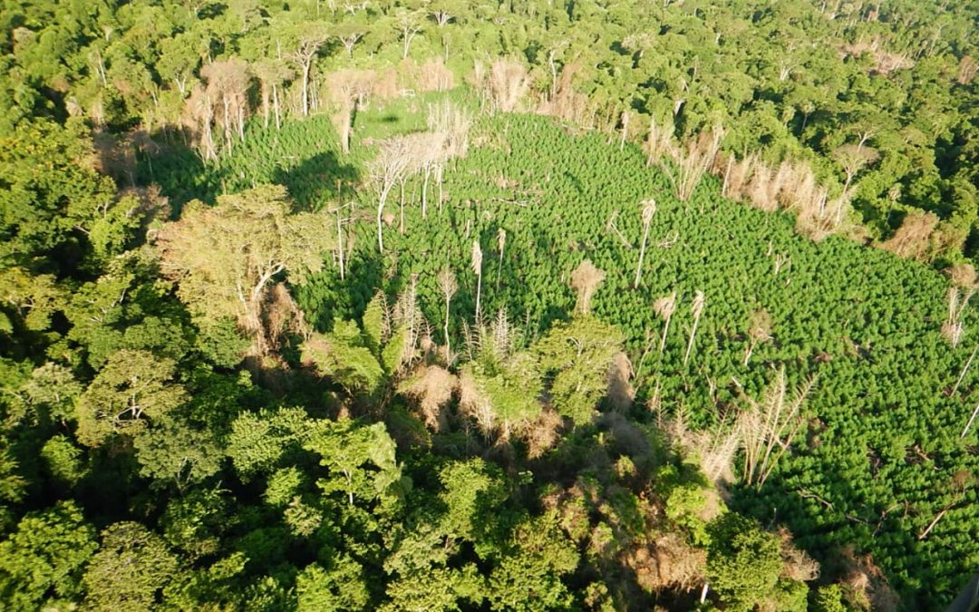 Senad elimina plantación de marihuana en Morombí