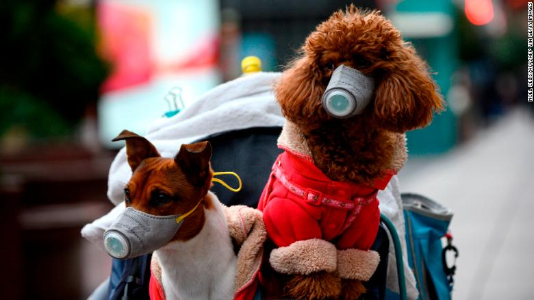 Tras segunda prueba, confirman caso de perro con coronavirus en Hong Kong