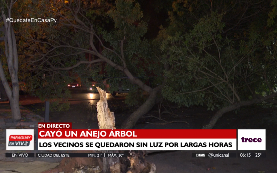 Caída de frondoso árbol dejó sin luz a barrio de Asunción