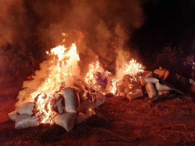 Incineran casi 8 toneladas de marihuana picada en Canindeyú