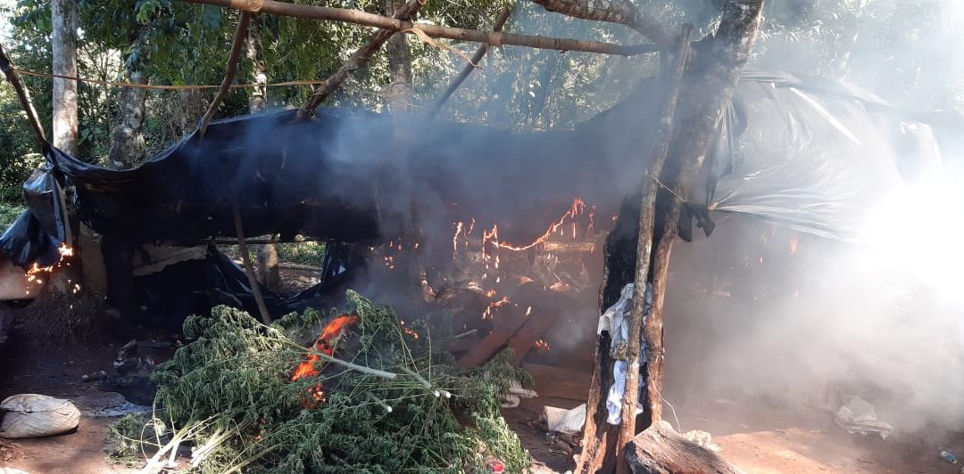 Senad destruye varios campamentos de marihuana en reserva forestal