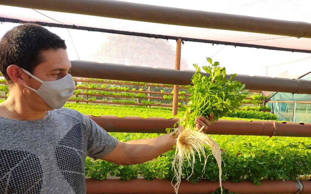 Joven sale adelante mediante el cultivo hidropónico en Pilar