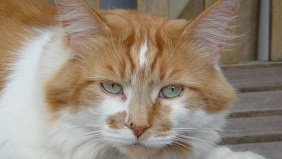 Confirman la muerte de Rubble, el gato más viejo del mundo, a los 31 años
