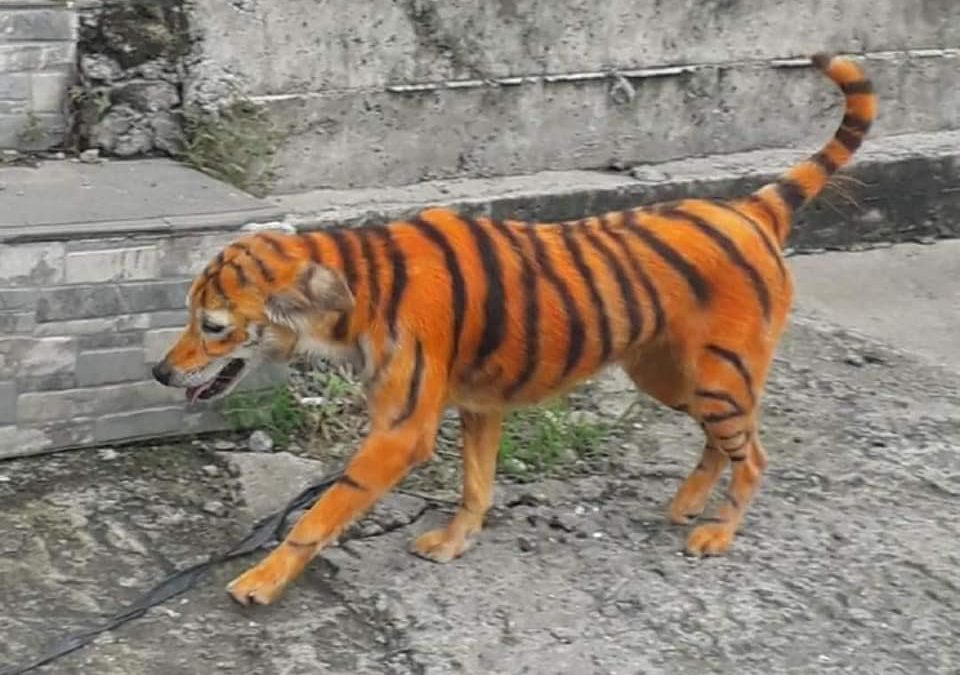 Indignación en Malasia por maltrato animal: pintan a perro para que parezca tigre