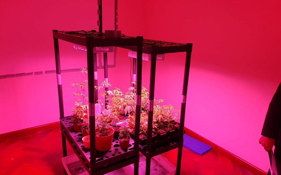 SENAD desmantela red que producía marihuana de alto costo