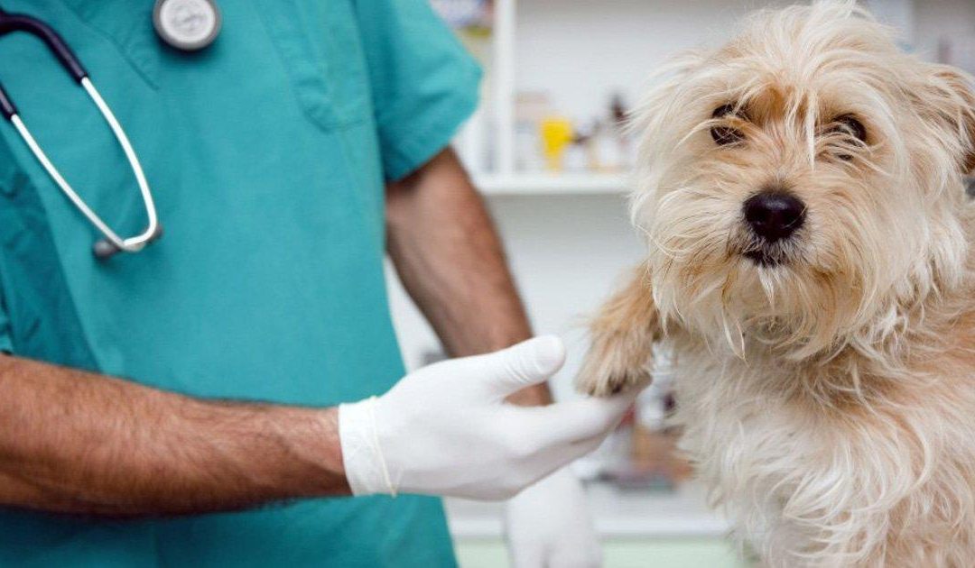 Pretenden construir hospital público para animales