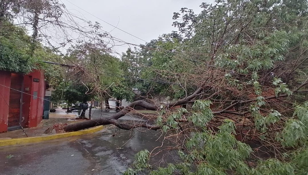 Paso de temporal deja a Asunción a oscuras y con árboles caídos