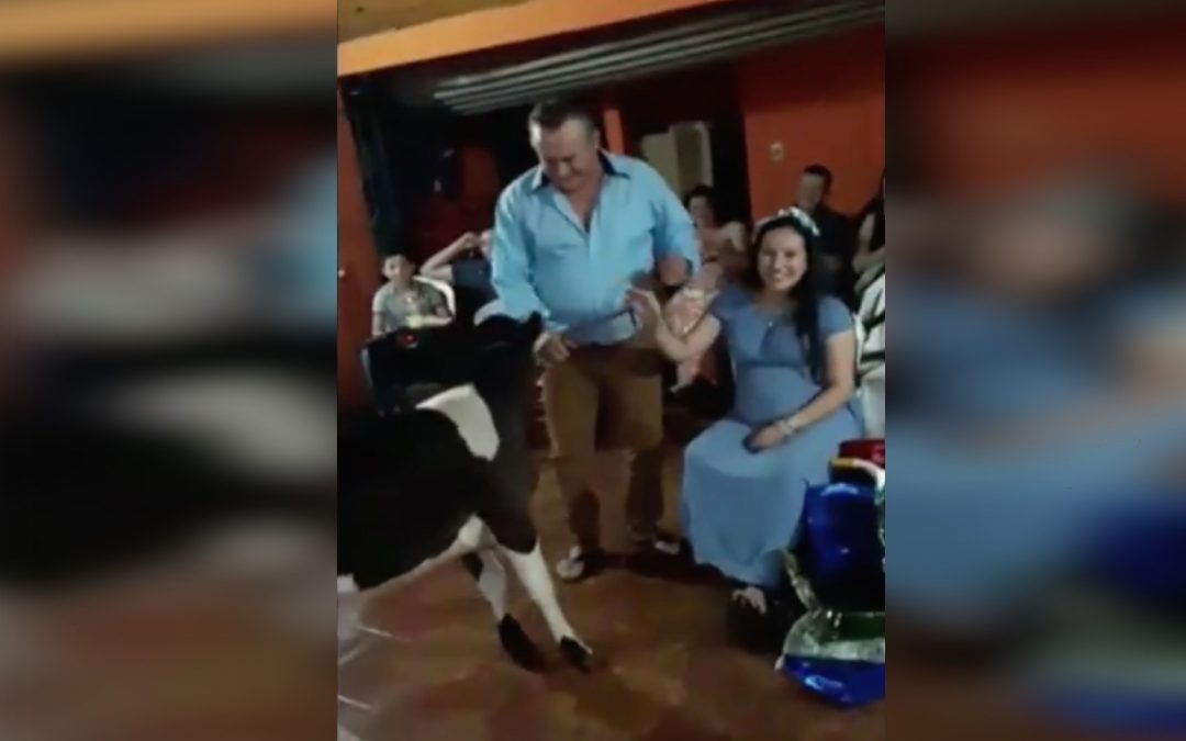 Insólito regalo por baby shower: Una vaquita para la bendi