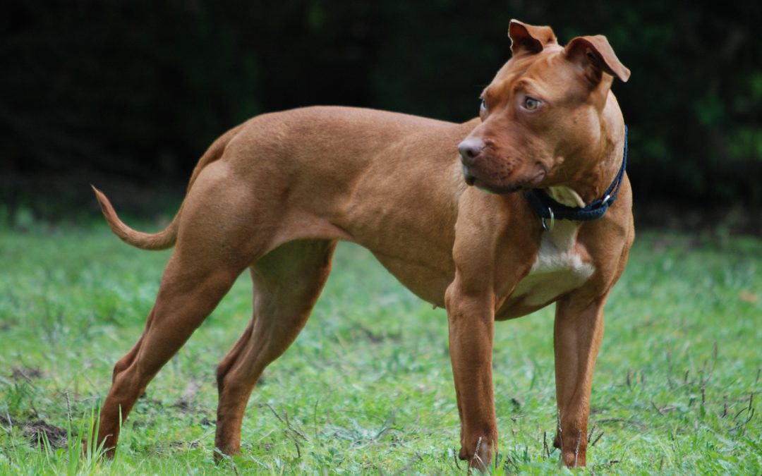 Pitbull salva a su dueña que era golpeada por su pareja