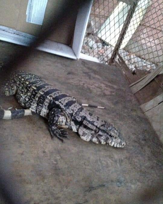 Bomberos rescatan a reptil en peligro de extinción en Coronel Oviedo
