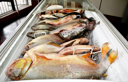 Remanso: rehabilitan comedores de pescados