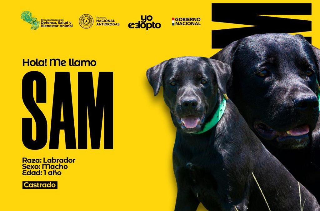 Canes de la SENAD están en busca de un hogar