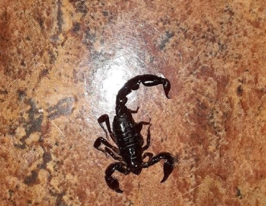 En verano aumenta la aparición de alacranes