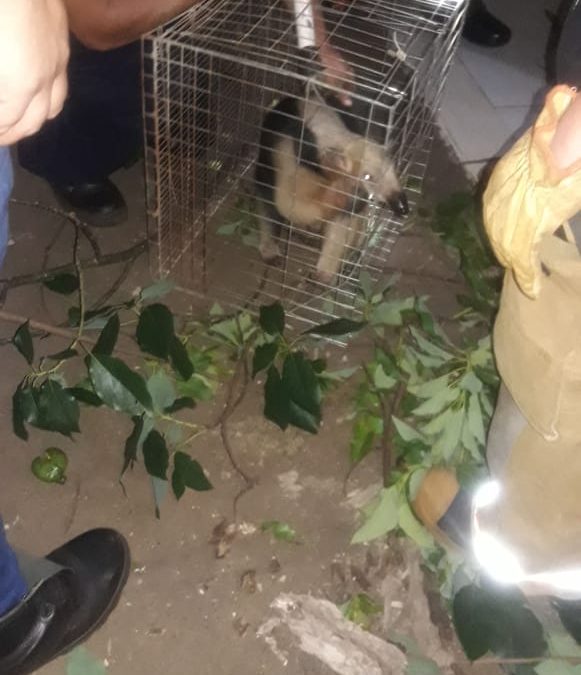 Rescatan a oso hormiguero en zona urbana de Ciudad del Este
