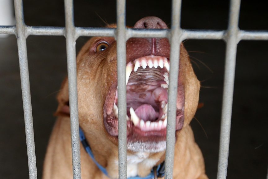 Niña fue atacada por un Pitbull