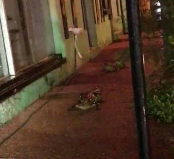 Cocodrilos invadieron la ciudad de Itá