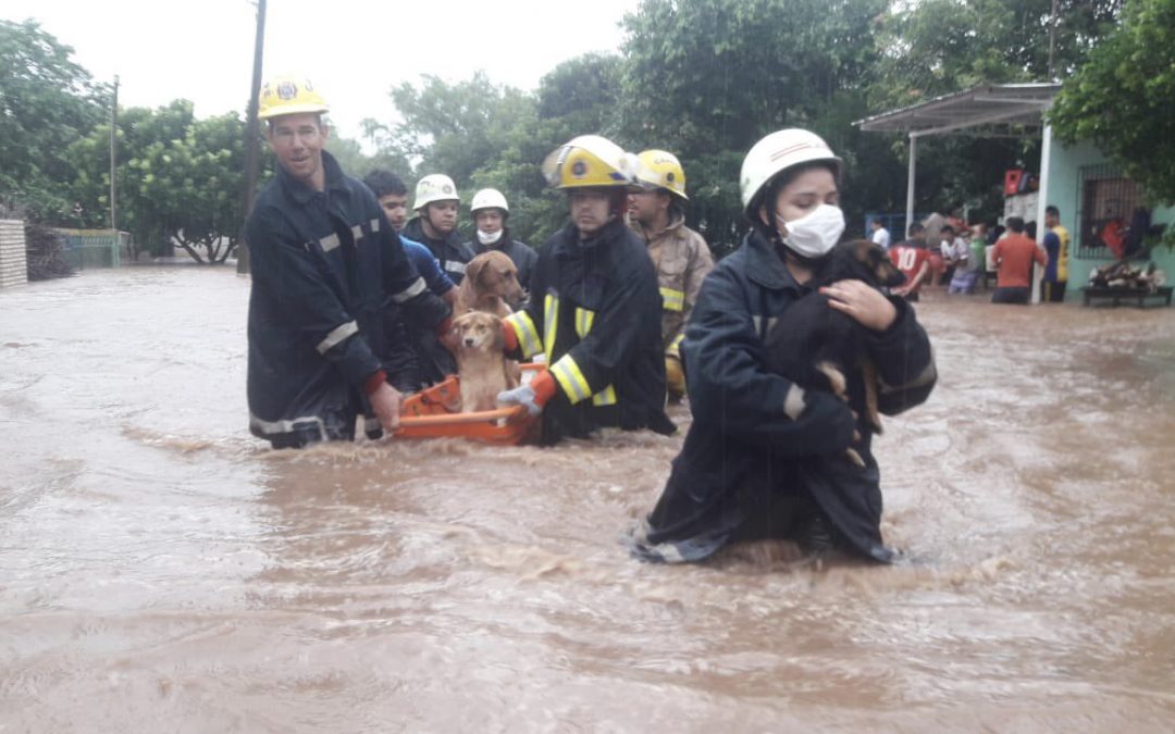 Bomberos rescatan a mascotas afectadas por la inundación