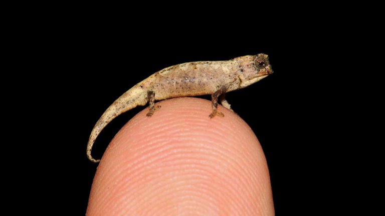«Nanocamaleón», el reptil más pequeño del mundo