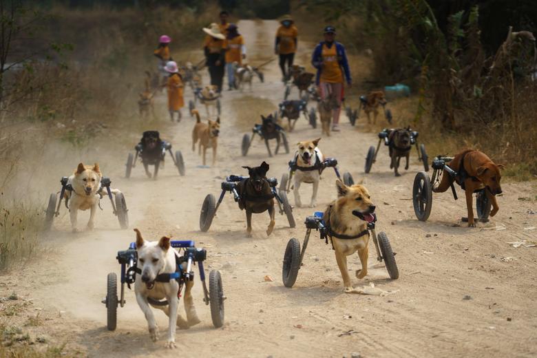 Tailandia: Perros discapacitados vuelven a correr con ayuda de andadores