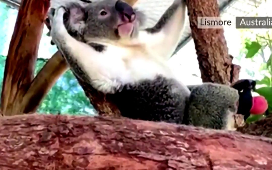 Koala trepa y corre con pata protésica