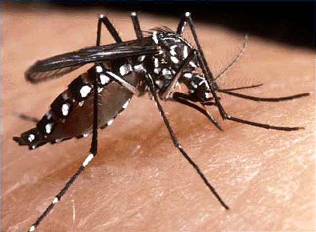 Aumentan notificaciones por dengue en las últimas semanas