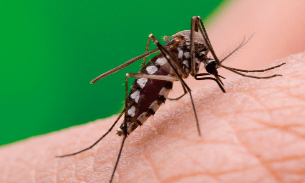 Salud reporta aumento de casos de dengue