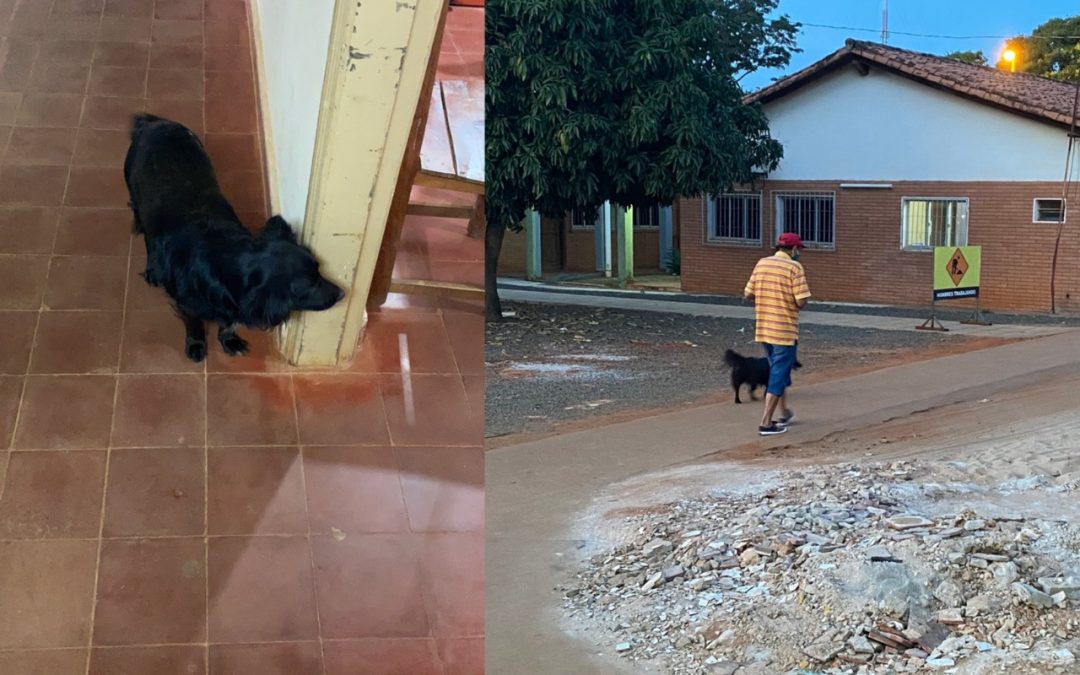 Amigo fiel: perrito esperó a su dueño en la puerta del hospital