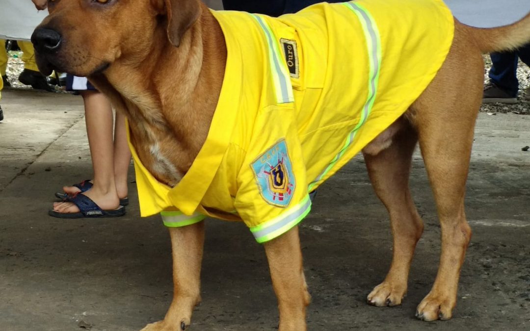 El último adiós a Ouro: bombero canino fallece tras un paro cardiaco