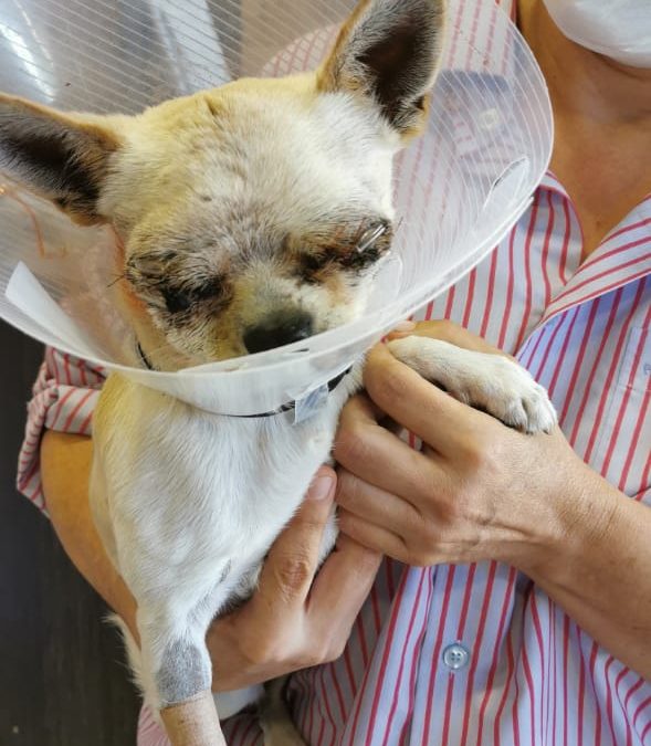 ¡Súper chihuahua! perrito salva a sus dueños del ataque de pitbulls