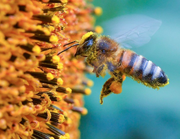 Día Mundial de las Abejas: fundamentales para el equilibrio del medioambiente