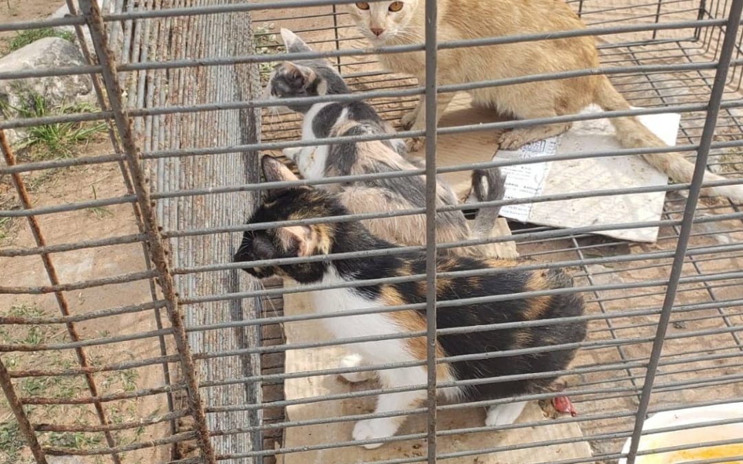 Rescatan a gatos de la cárcel de Tacumbú