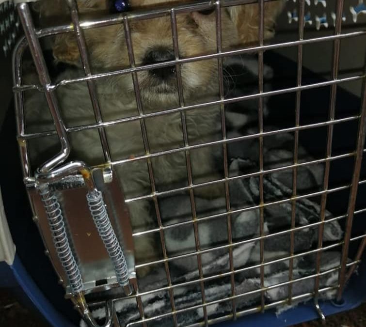 Rescatan a 16 perros tras denuncia por maltrato animal