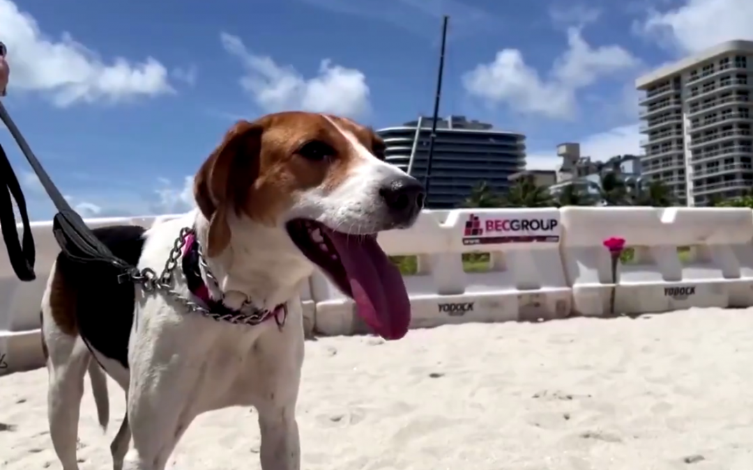 Perros de apoyo emocional consuelan a familiares de desaparecidos en Miami