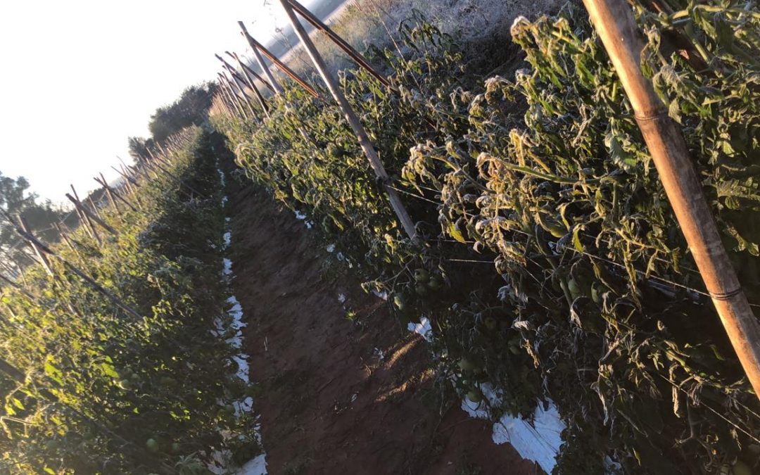 Agricultores de Coronel Oviedo ya sienten efectos de heladas
