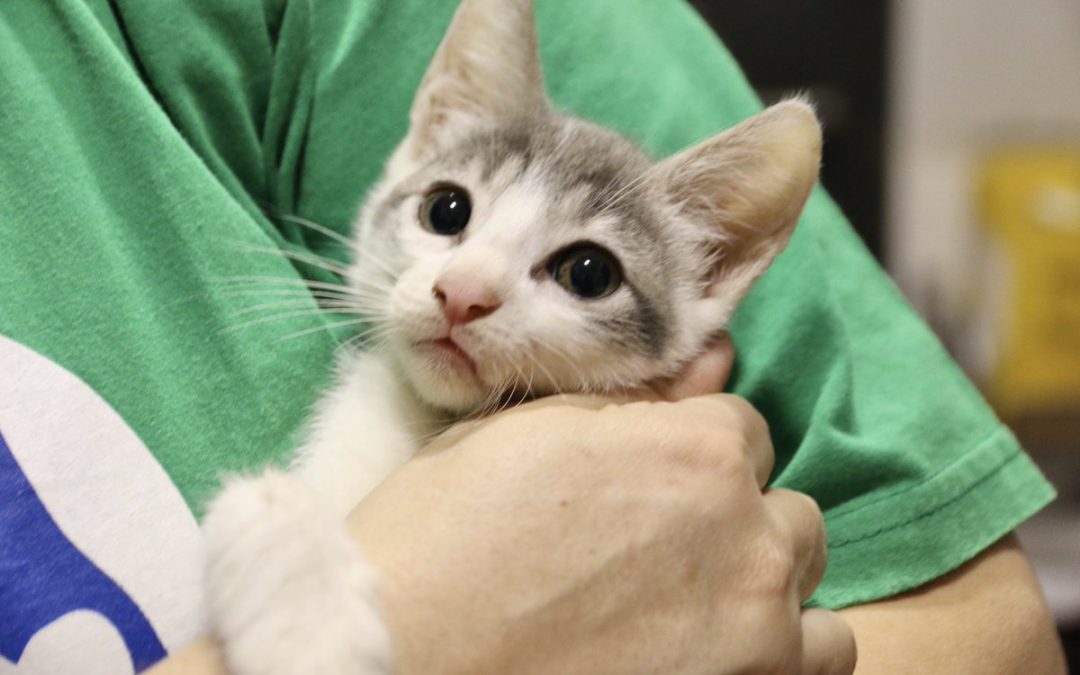 Realizarán castración felina gratuita la próxima semana