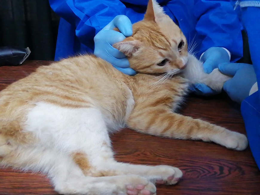 ¿Por qué se recomienda la castración felina?
