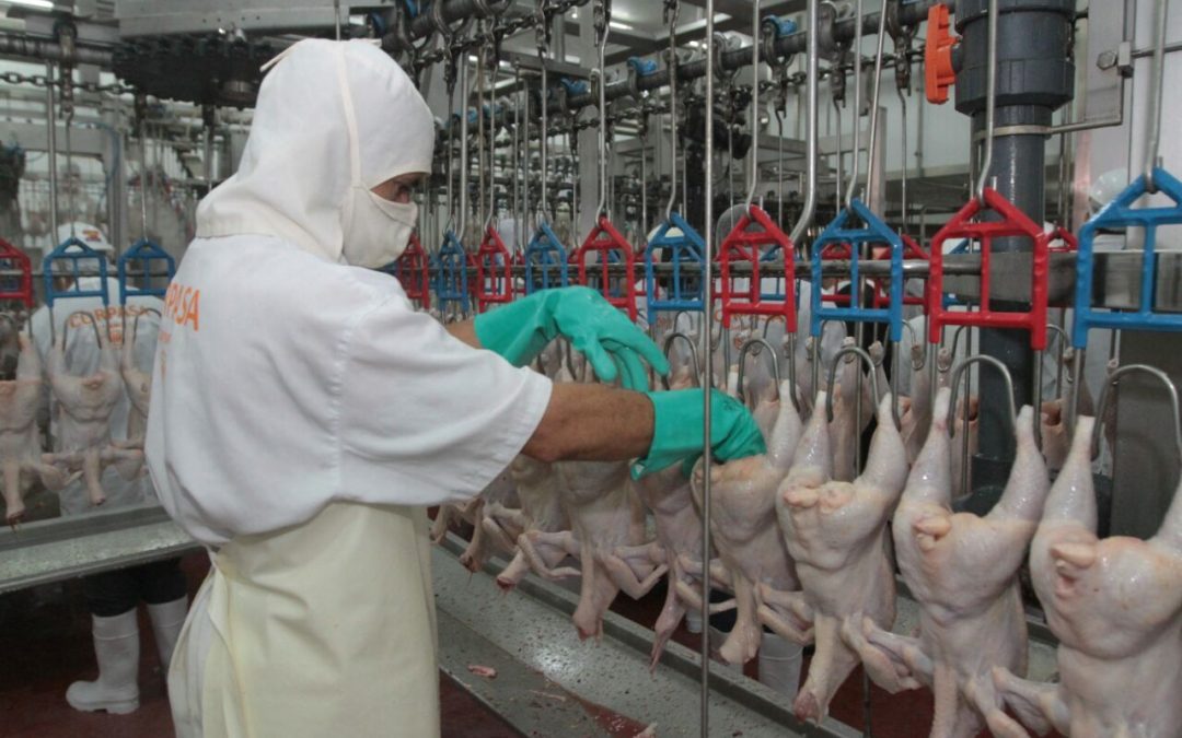 Crítica situación del sector avícola: “la industria podría desaparecer”, afirman