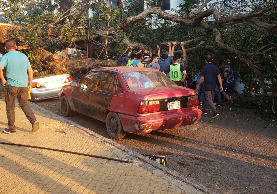 Un añoso árbol cayó sobre vehículos frente un colegio de Asunción