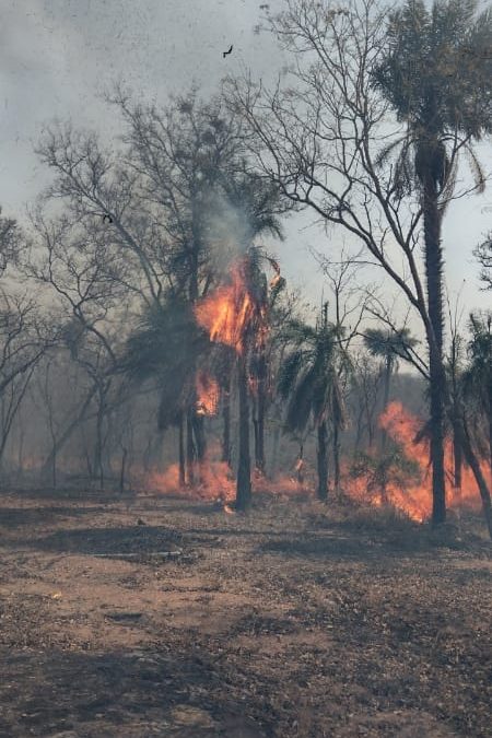 Aprueban ley para sancionar a quienes provoquen incendios