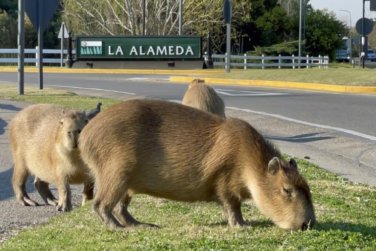 Carpinchos nativos en “guerra” con un barrio privado de Buenos Aires